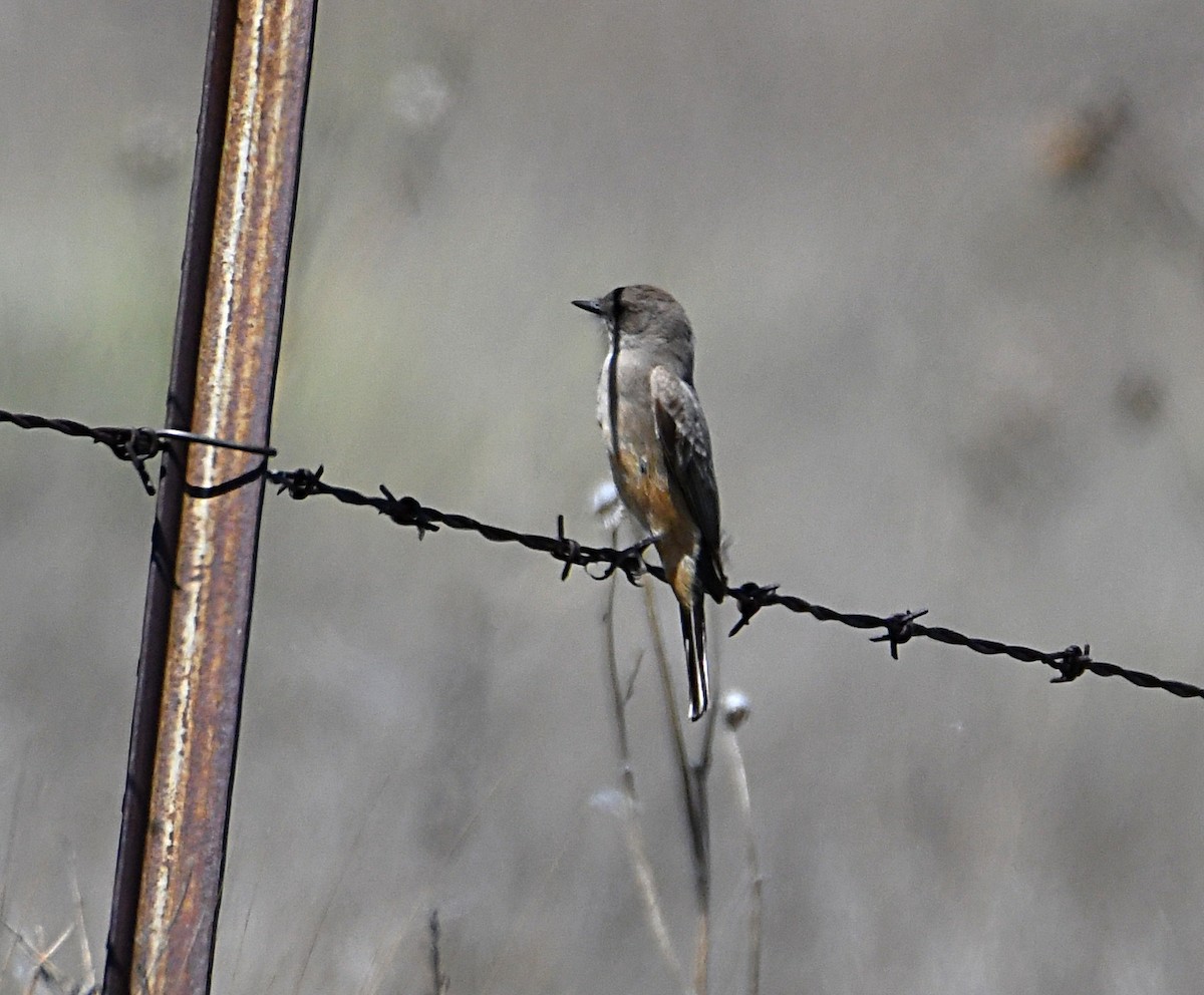 Say's Phoebe - Glenn Wyatt