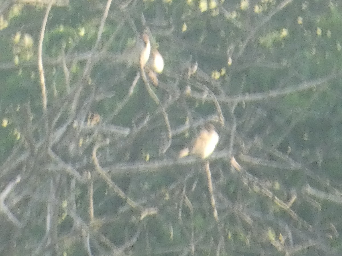 Eurasian Tree Sparrow - ML620418736