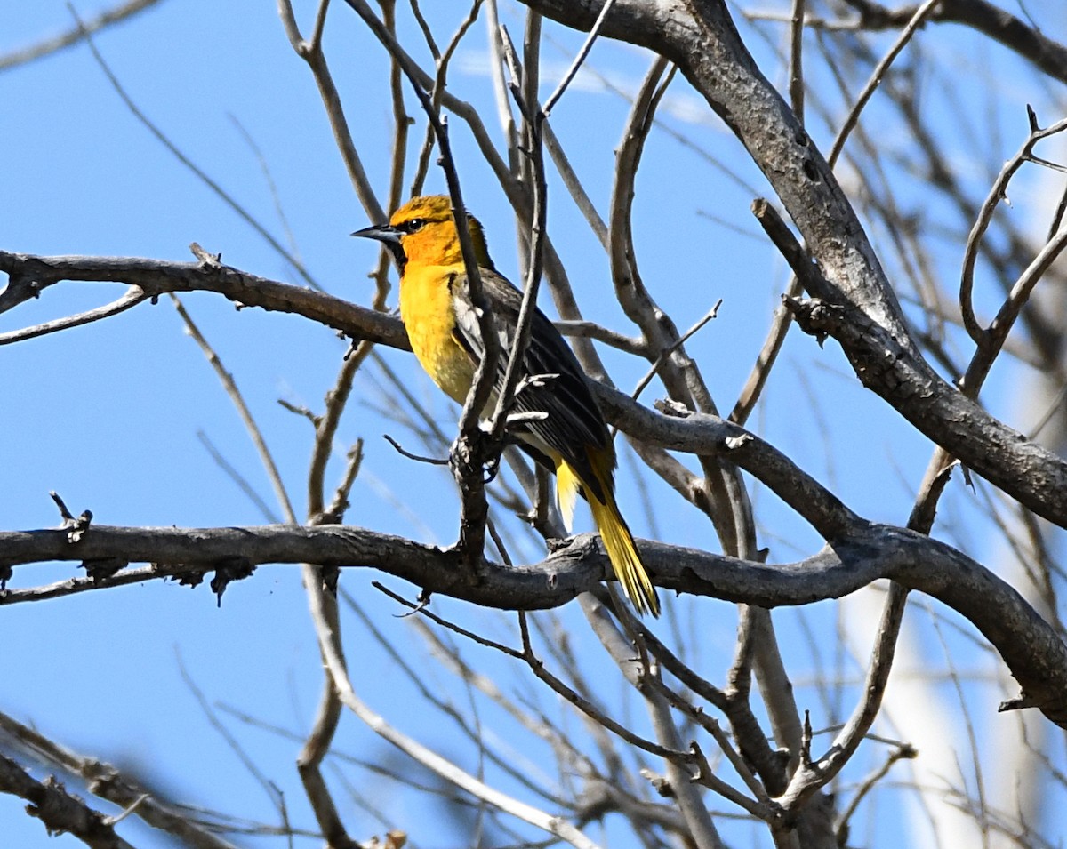 Bullock's Oriole - ML620418739