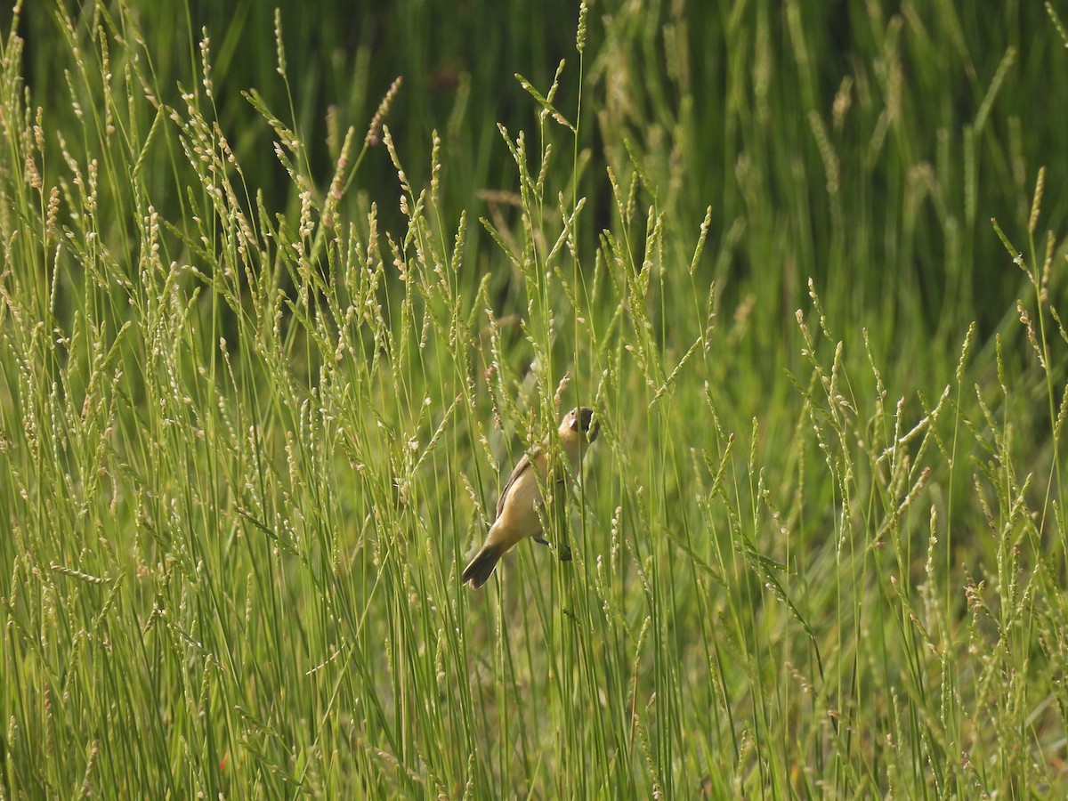 Tawny-bellied Seedeater - ML620418742