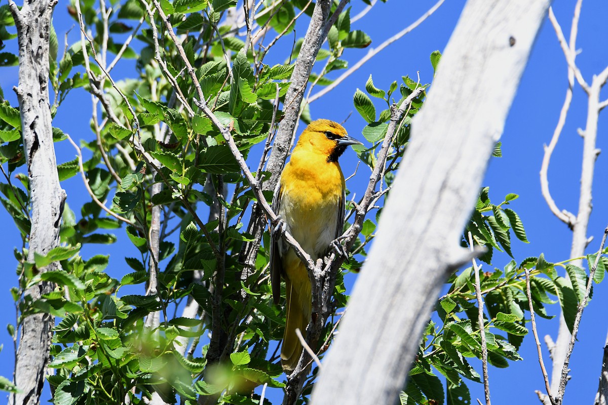 Oriole de Bullock - ML620418744