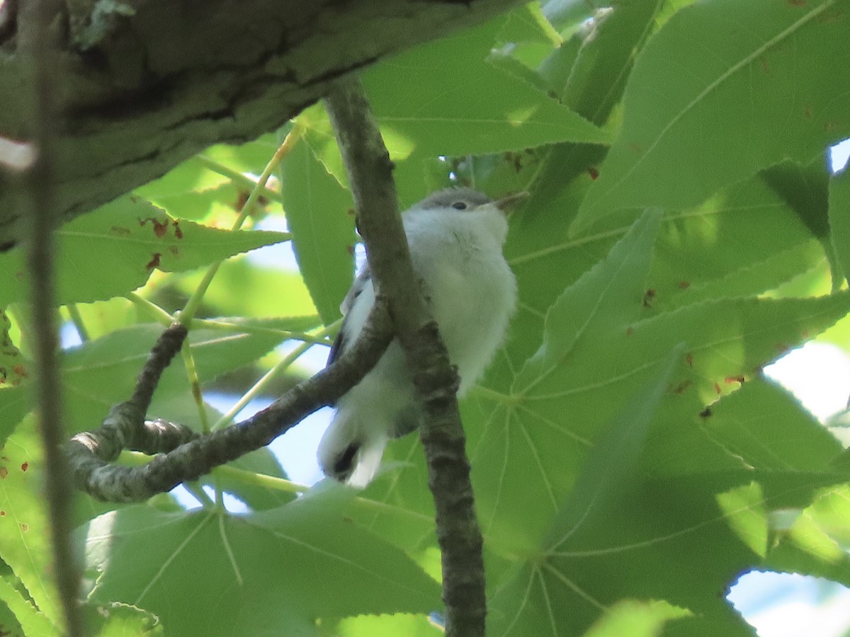 Blue-gray Gnatcatcher (caerulea) - ML620418756