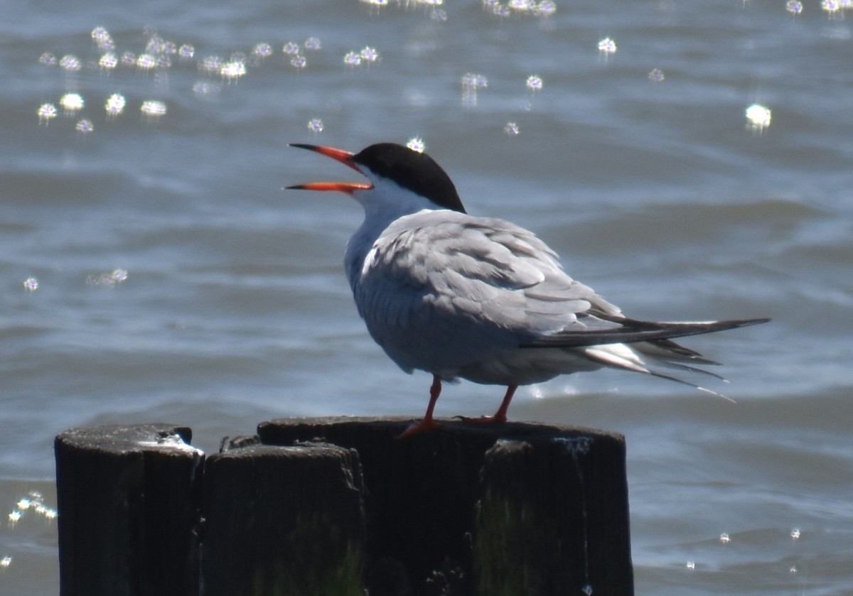 Common Tern - ML620418758