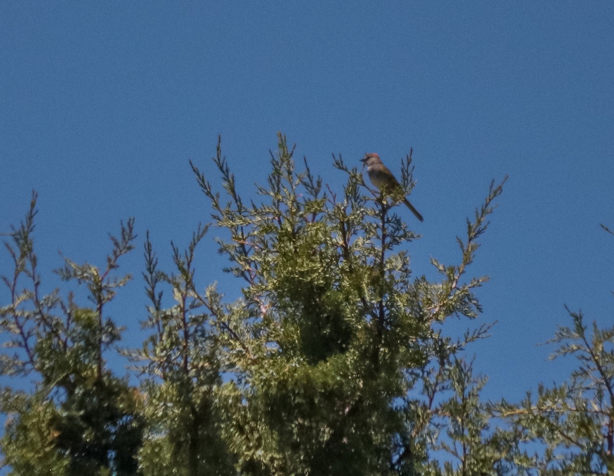 Green-tailed Towhee - ML620418760