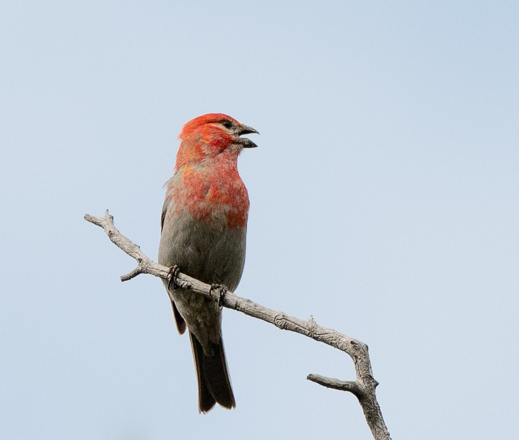 Pine Grosbeak - ML620418763