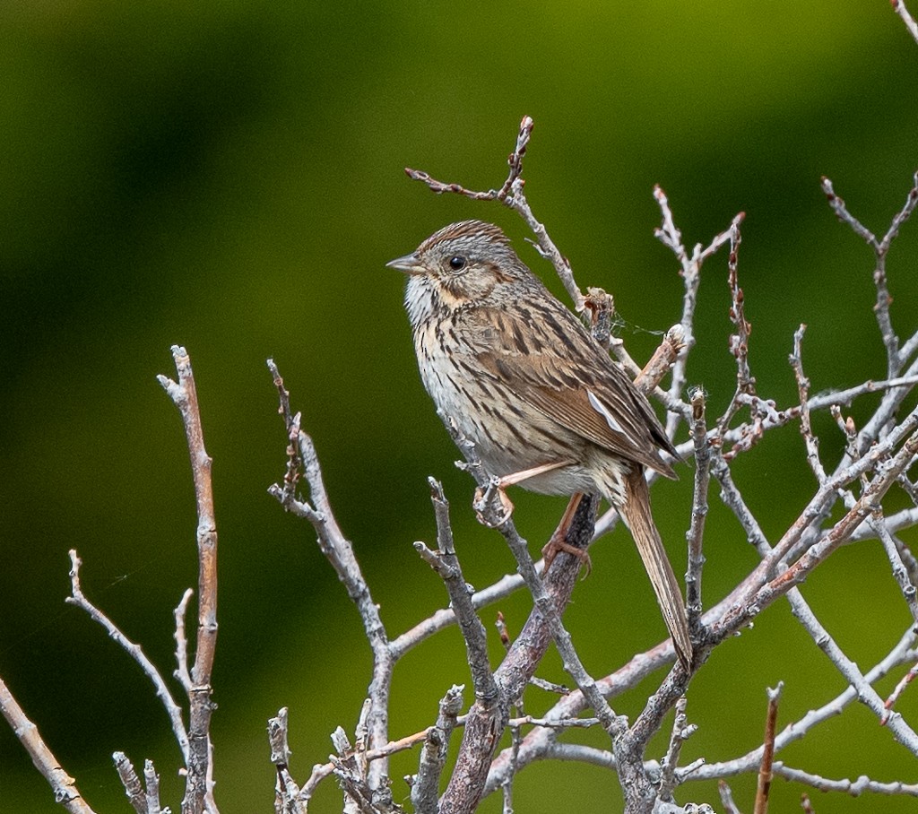 Lincoln's Sparrow - ML620418764