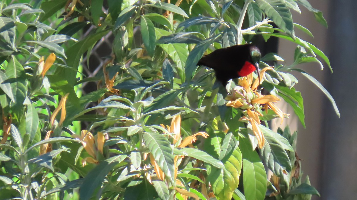 Scarlet-chested Sunbird - ML620418779