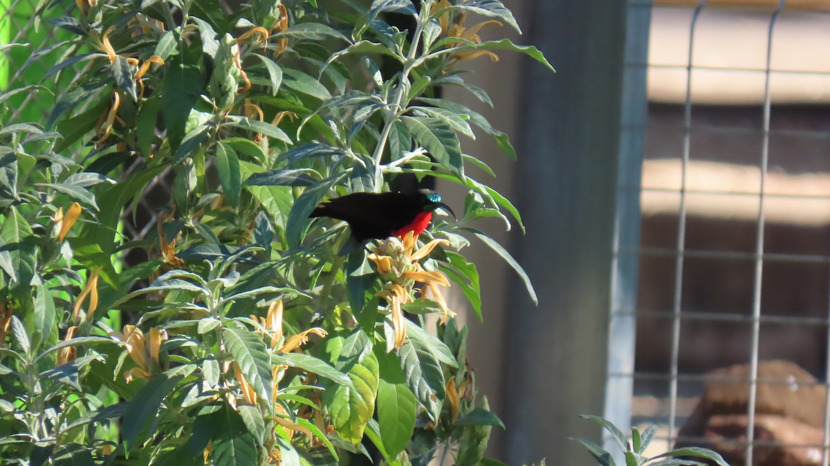 Scarlet-chested Sunbird - ML620418780