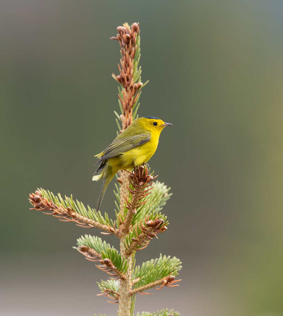 Wilson's Warbler - ML620418781