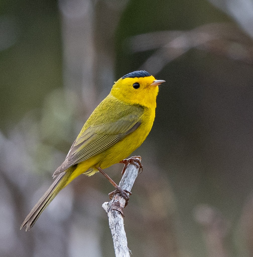 Wilson's Warbler - Kevin Rutherford
