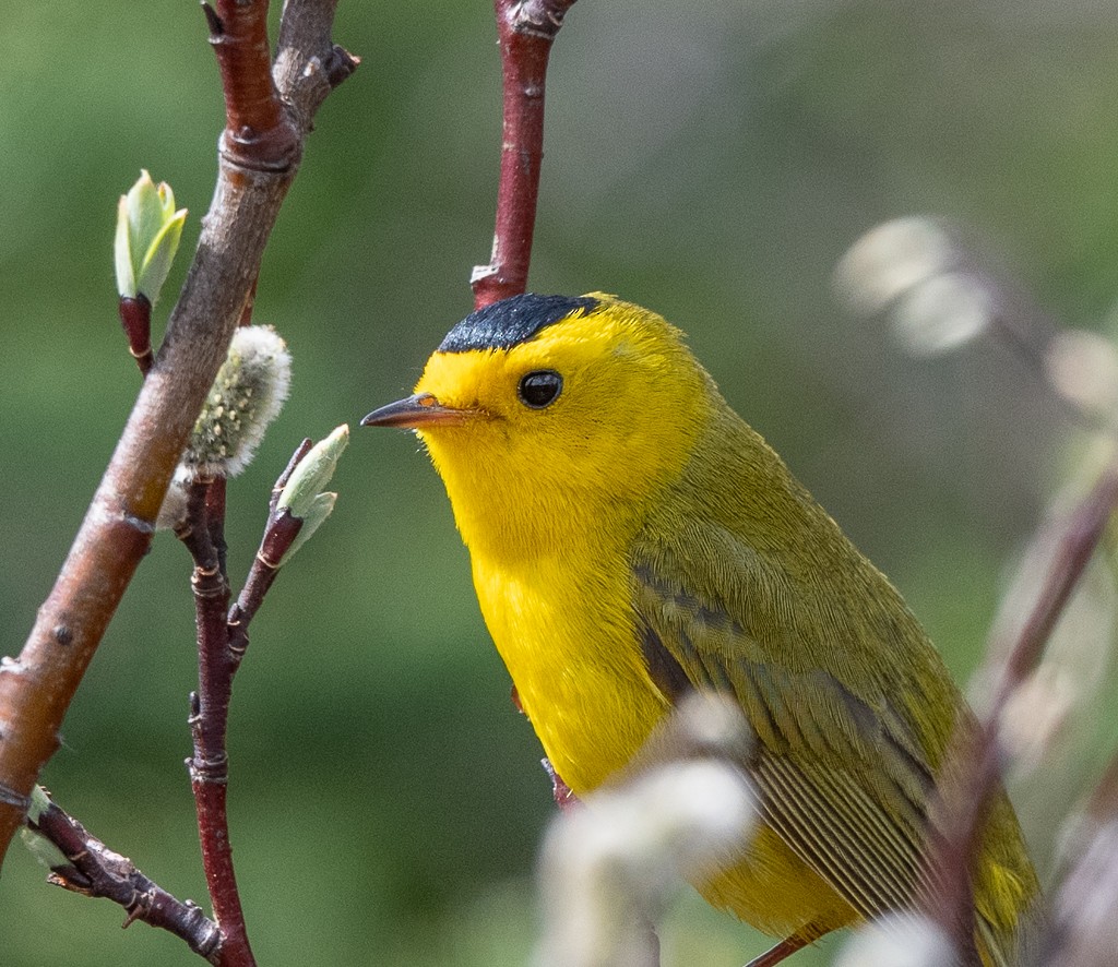 Wilson's Warbler - ML620418783