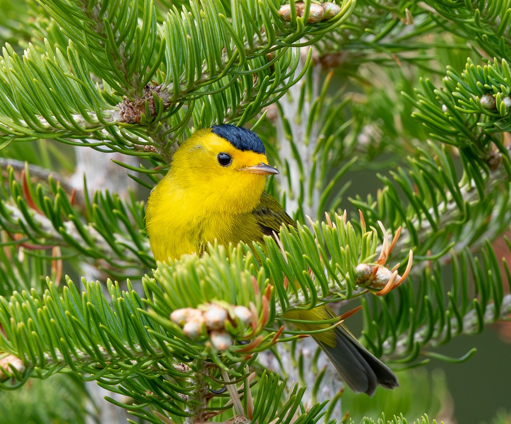 Wilson's Warbler - ML620418784