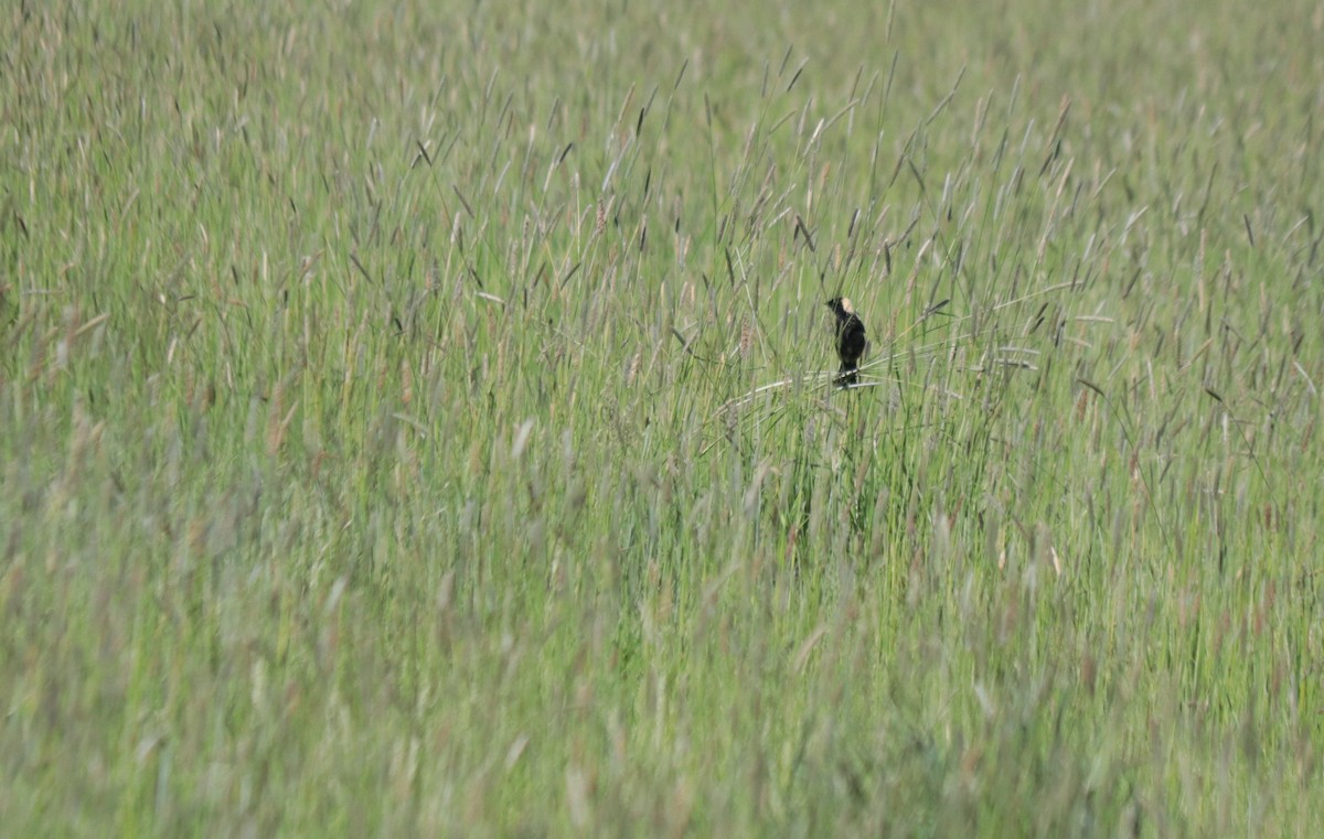 Bobolink - ML620418786