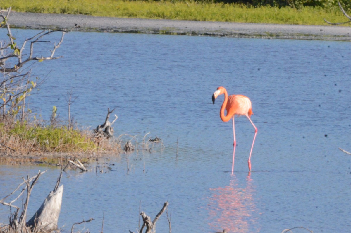 American Flamingo - ML620418787