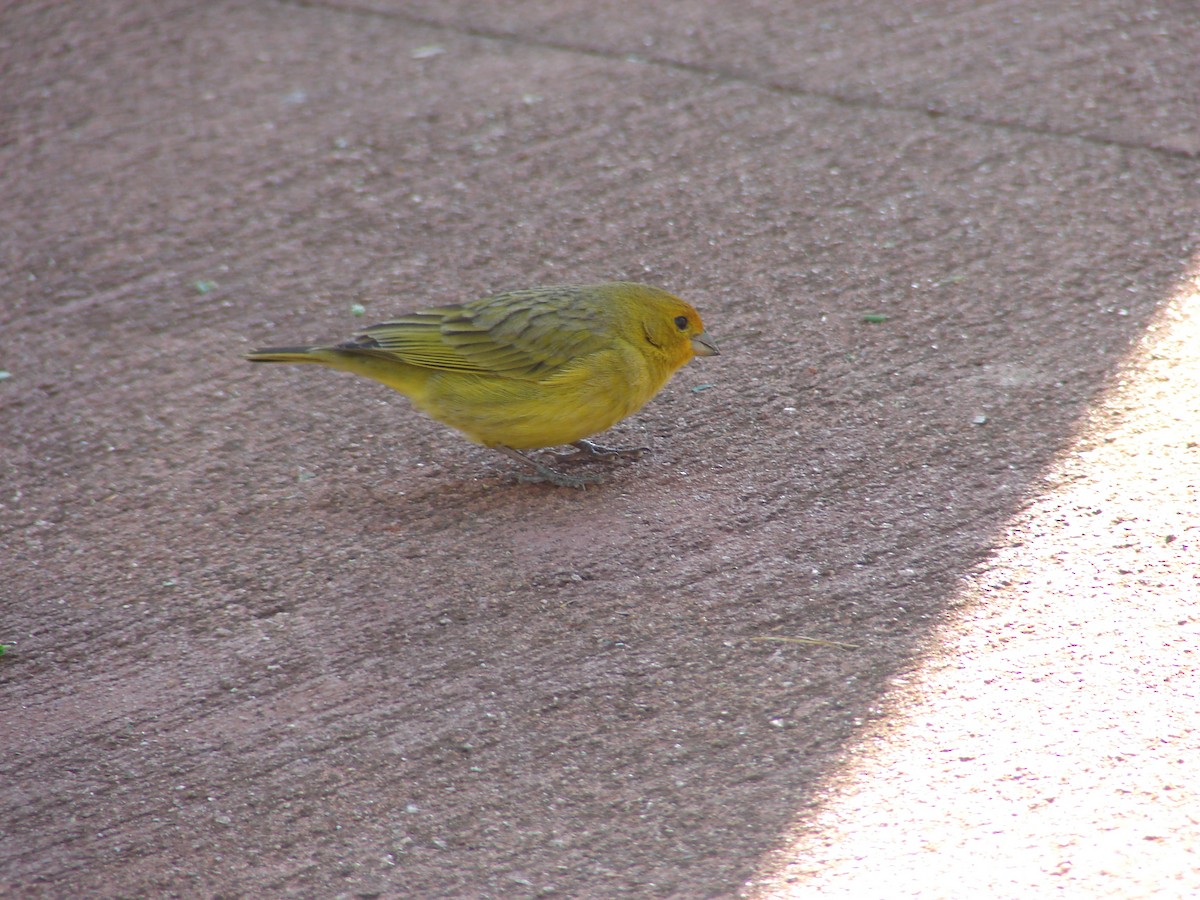 Saffron Finch - ML620418794