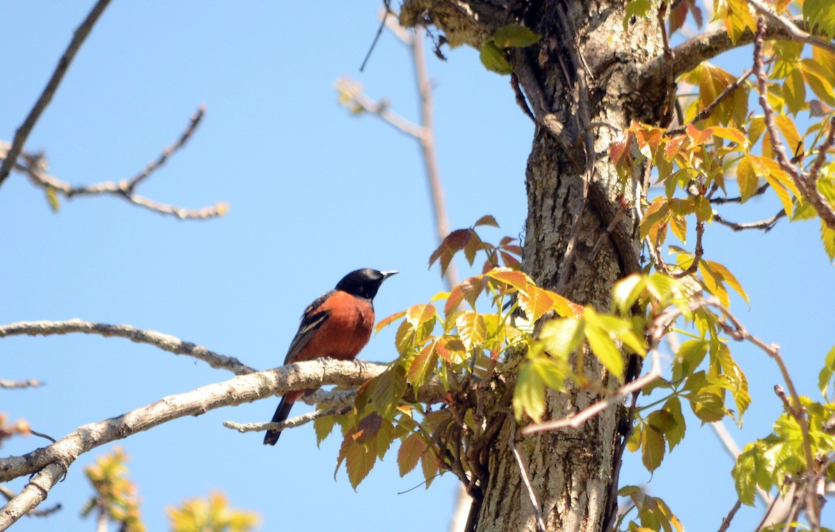 Orchard Oriole - ML620418798