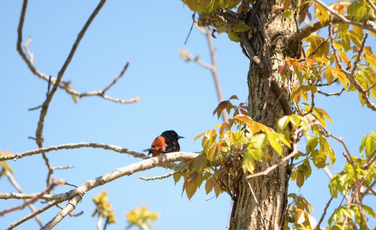 Orchard Oriole - ML620418803