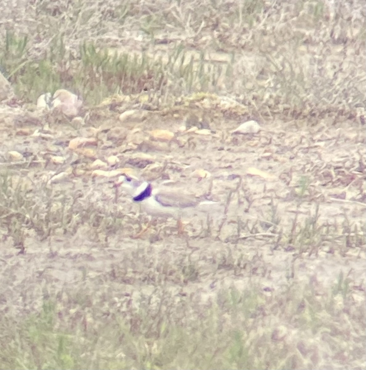 Piping Plover - ML620418809