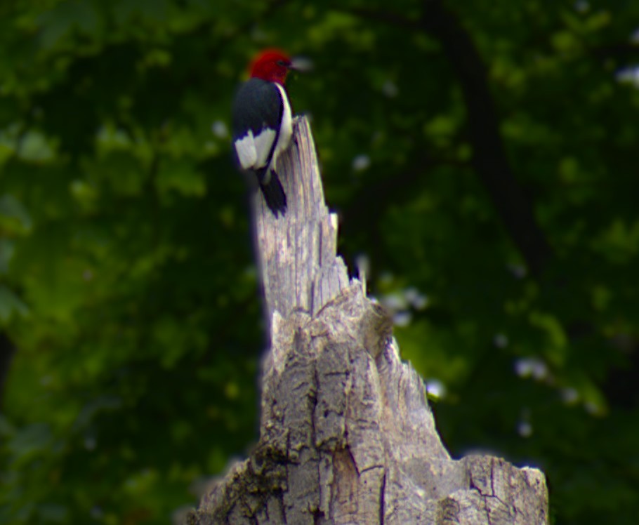 Red-headed Woodpecker - ML620418812