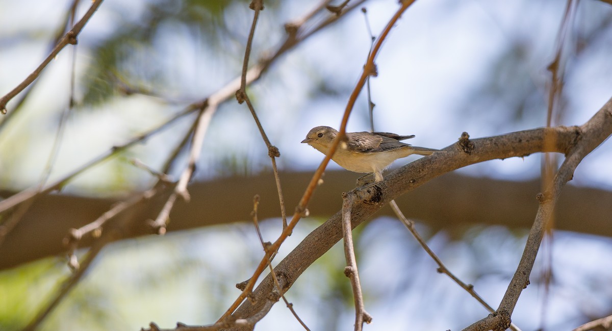 Lucy's Warbler - ML620418817