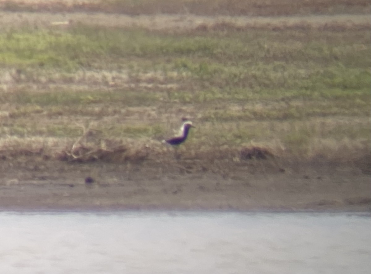 Black-bellied Plover - ML620418819