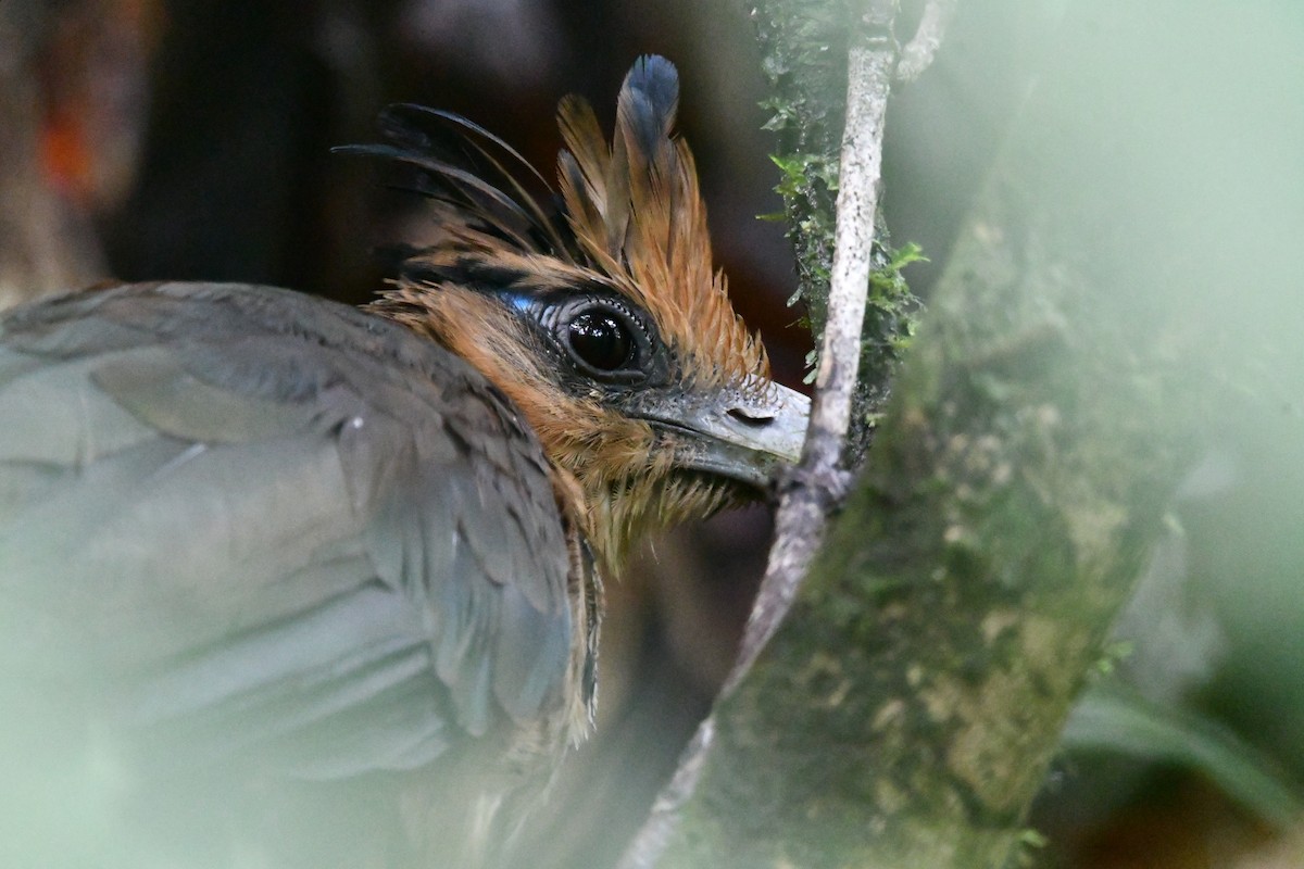 Rufous-vented Ground-Cuckoo - ML620418825