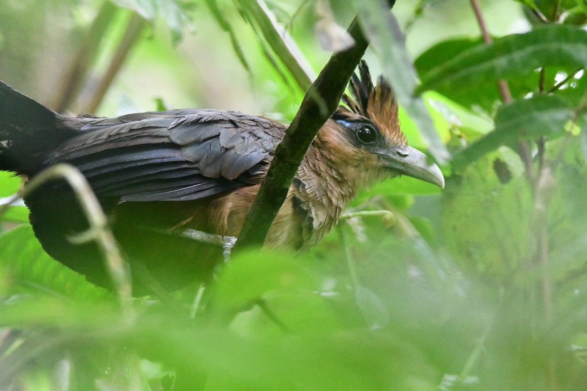 Rufous-vented Ground-Cuckoo - ML620418828