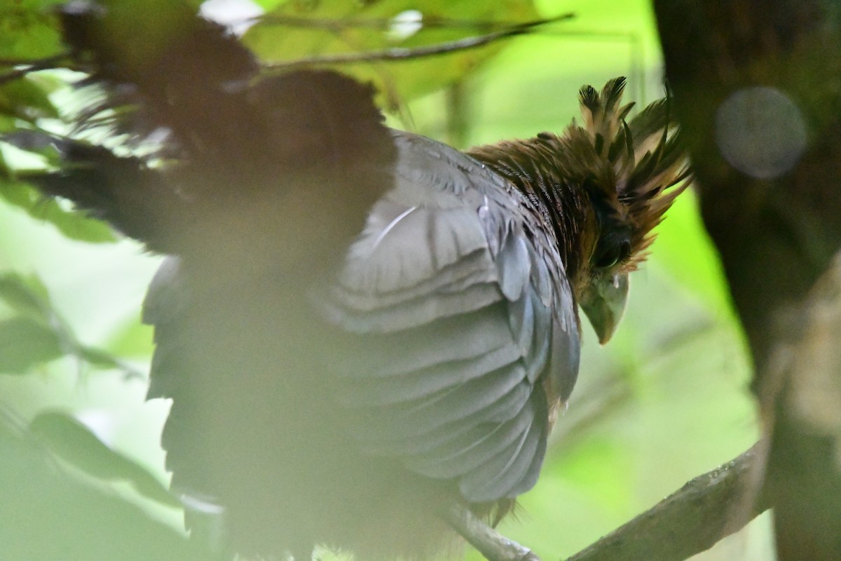 Rufous-vented Ground-Cuckoo - ML620418829