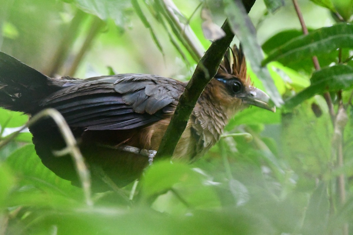 Cuco Hormiguero Ventrirrufo - ML620418832