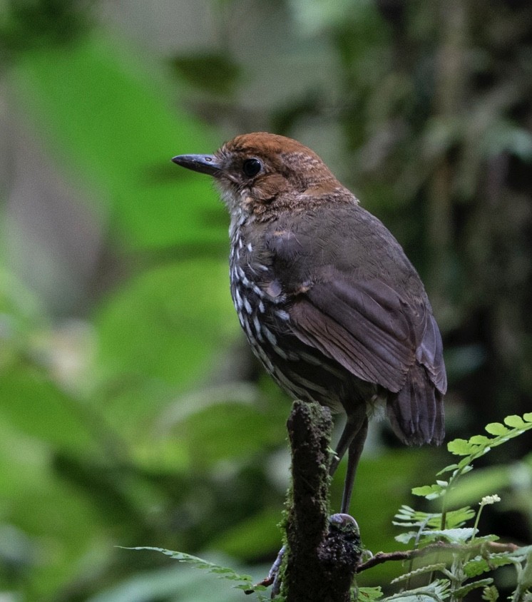 Chestnut-crowned Antpitta - ML620418834