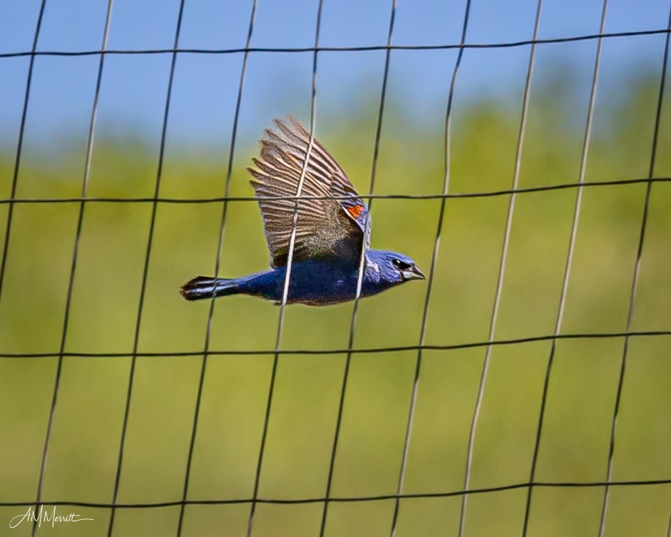 Blue Grosbeak - ML620418835