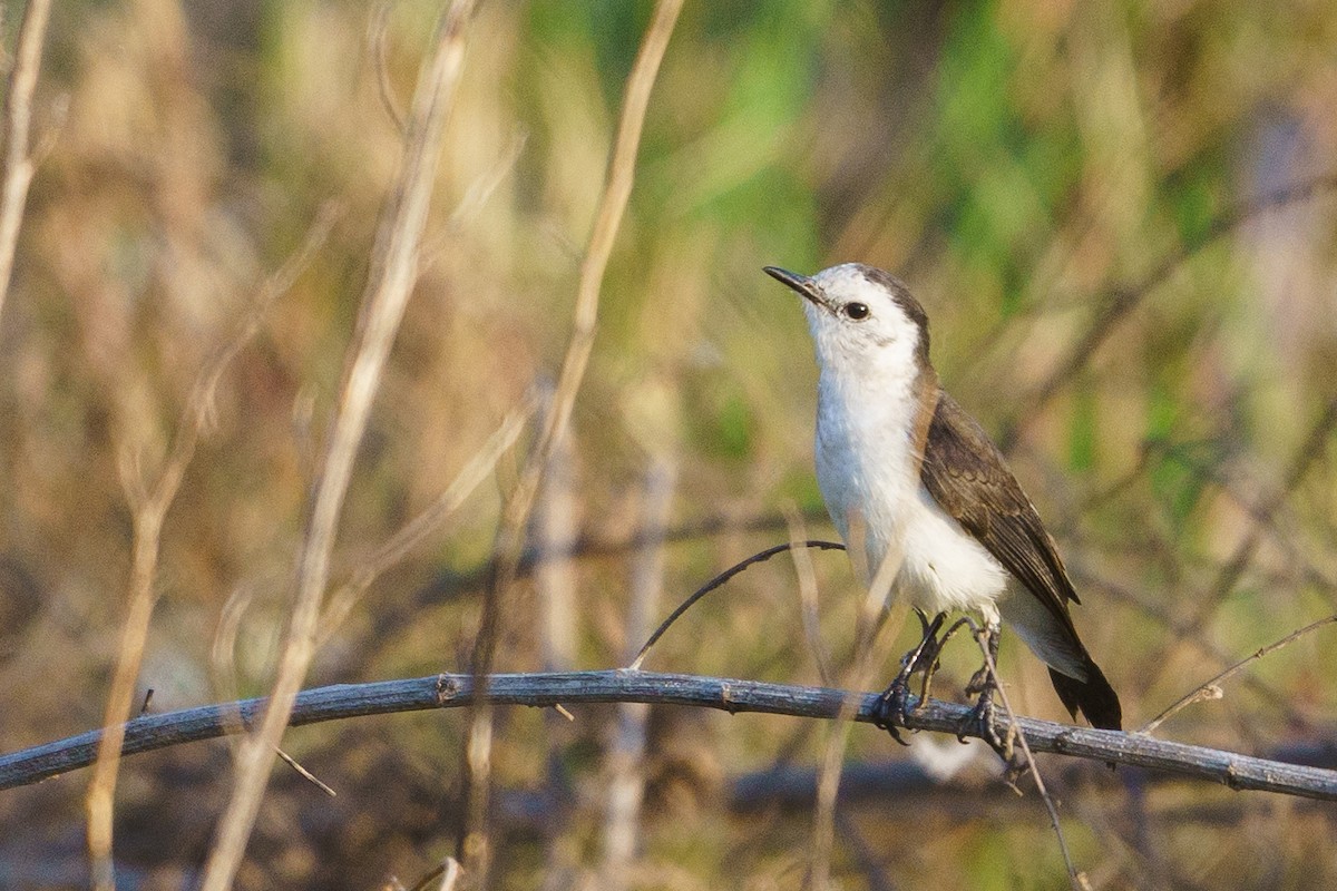 Black-backed Water-Tyrant - ML620418840