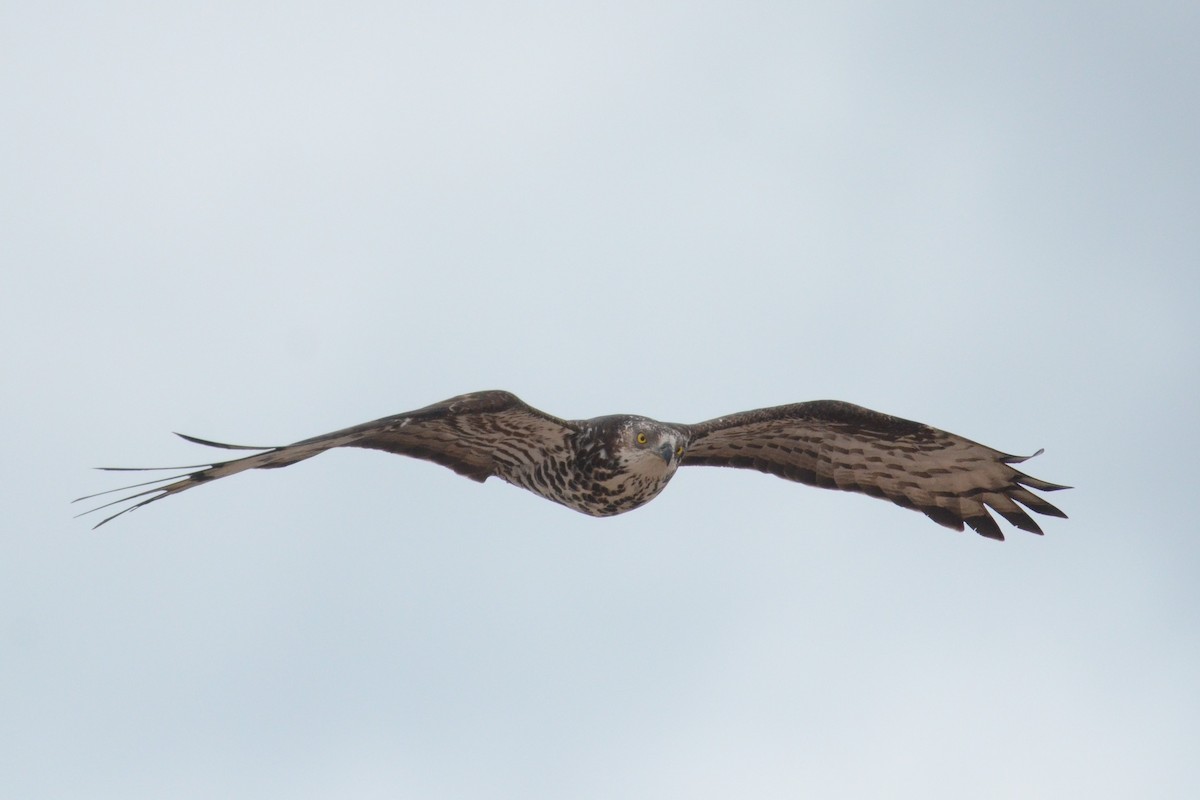 European Honey-buzzard - ML620418850