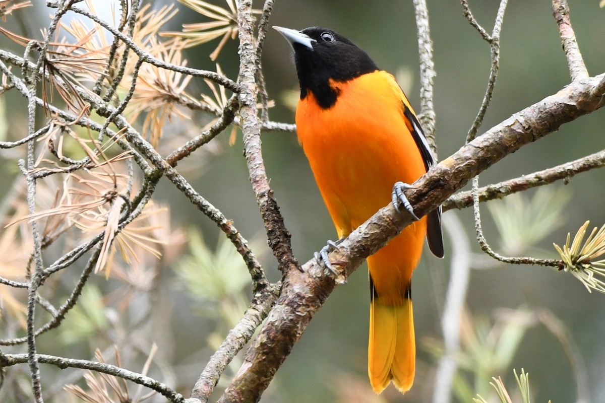 Baltimore Oriole - ML620418855