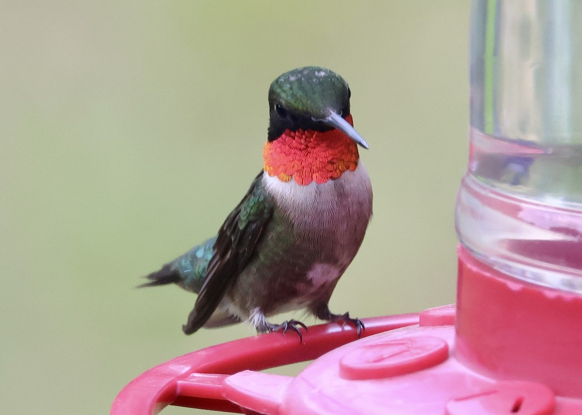 Ruby-throated Hummingbird - ML620418863