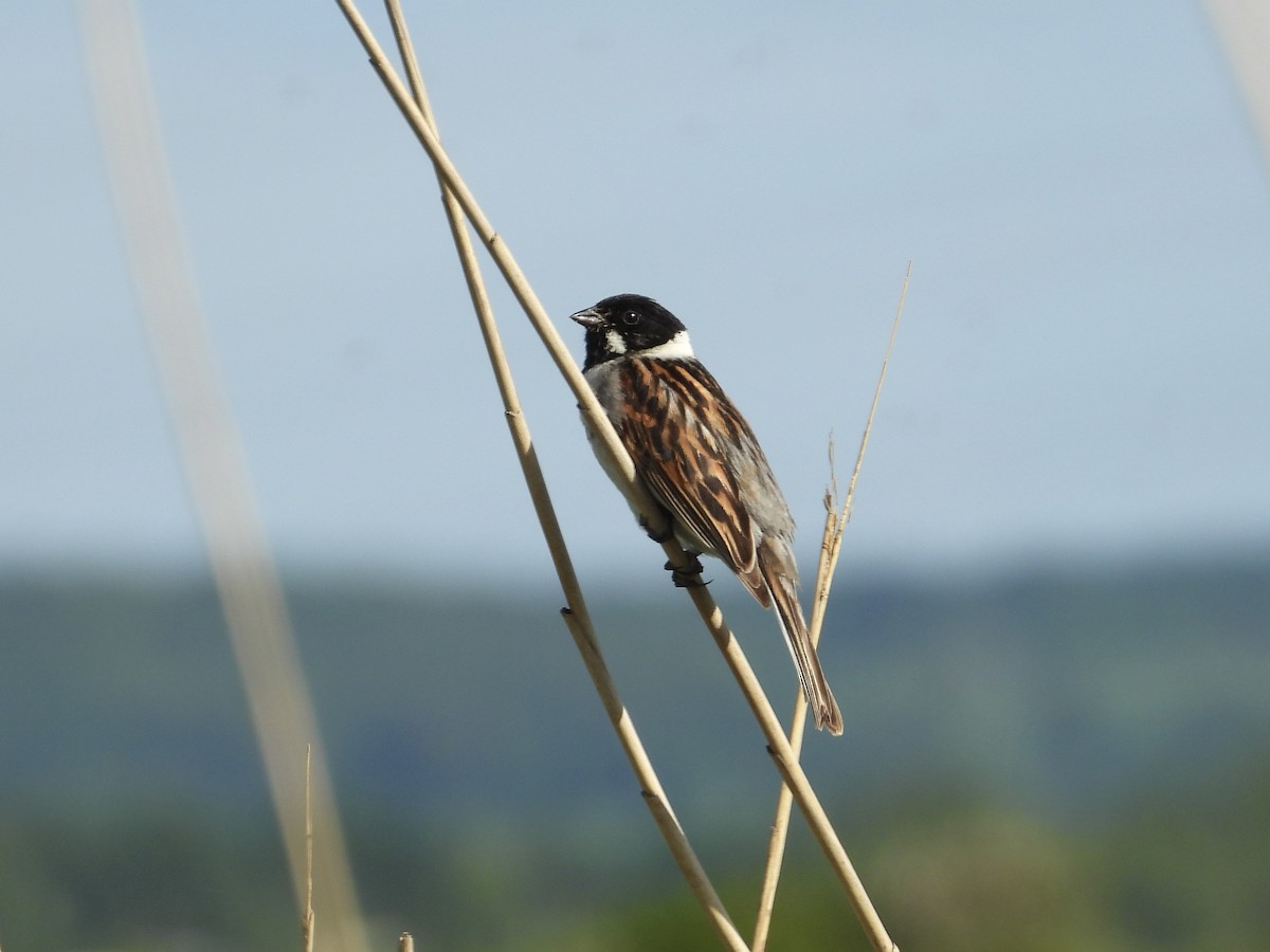 Reed Bunting - ML620418867