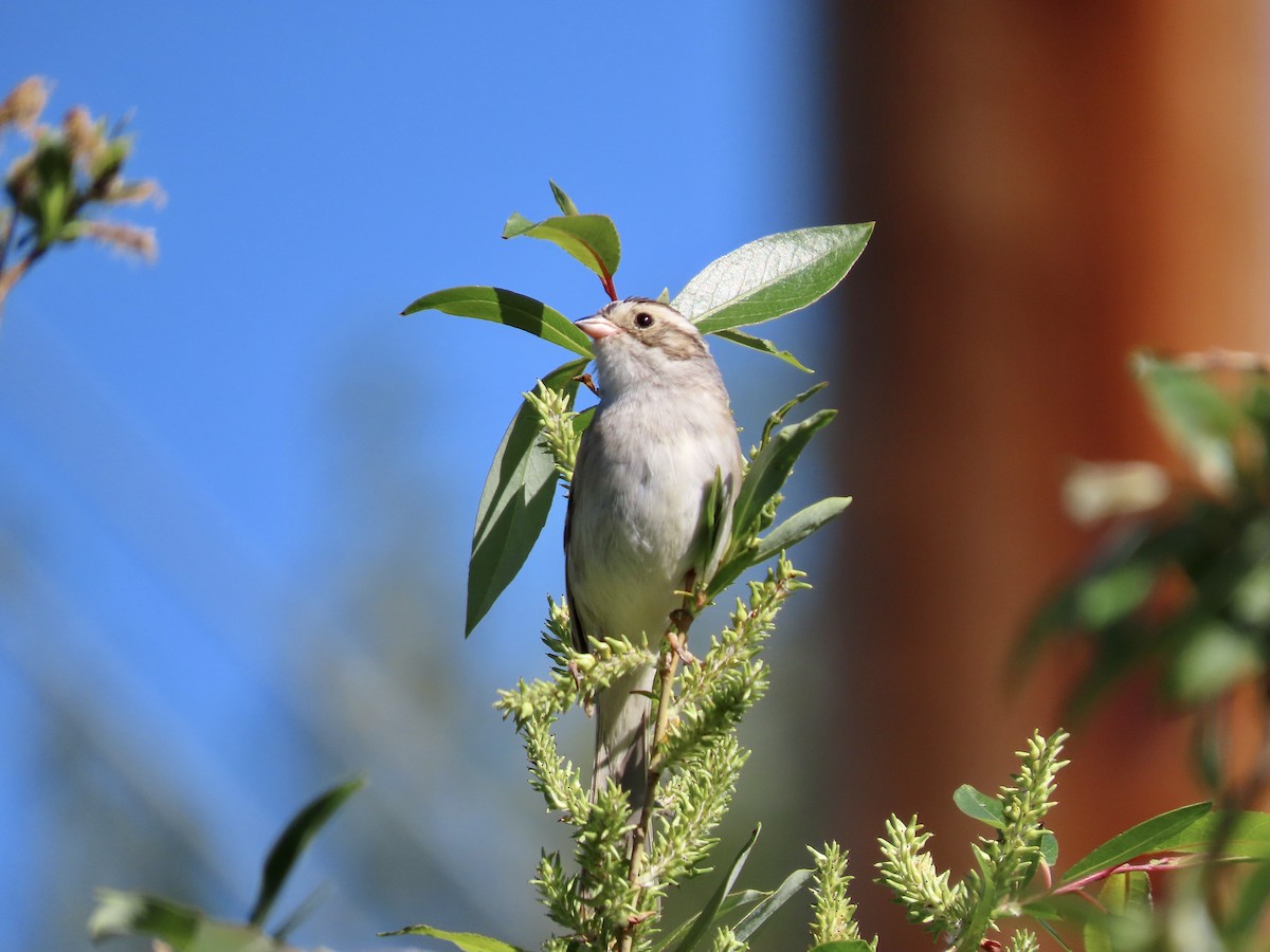 Clay-colored Sparrow - ML620418870