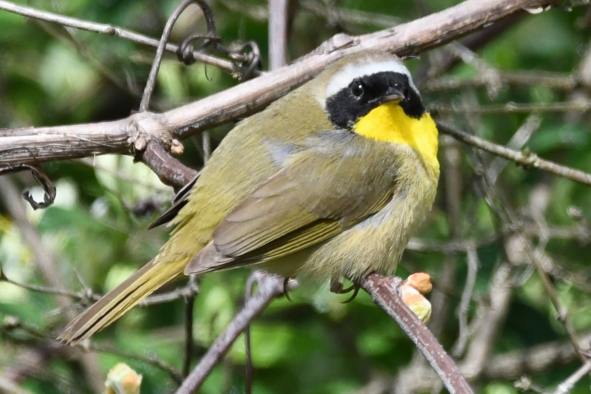 Common Yellowthroat - ML620418872