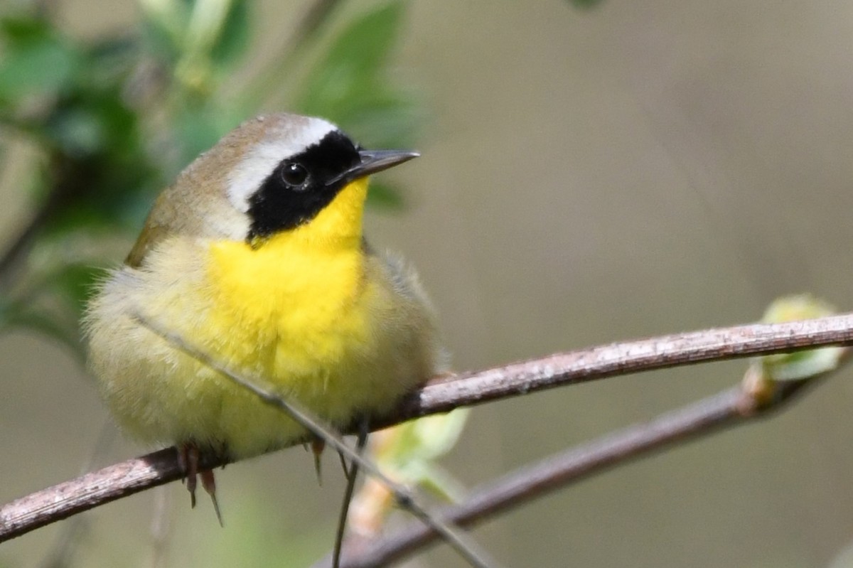 Common Yellowthroat - ML620418873