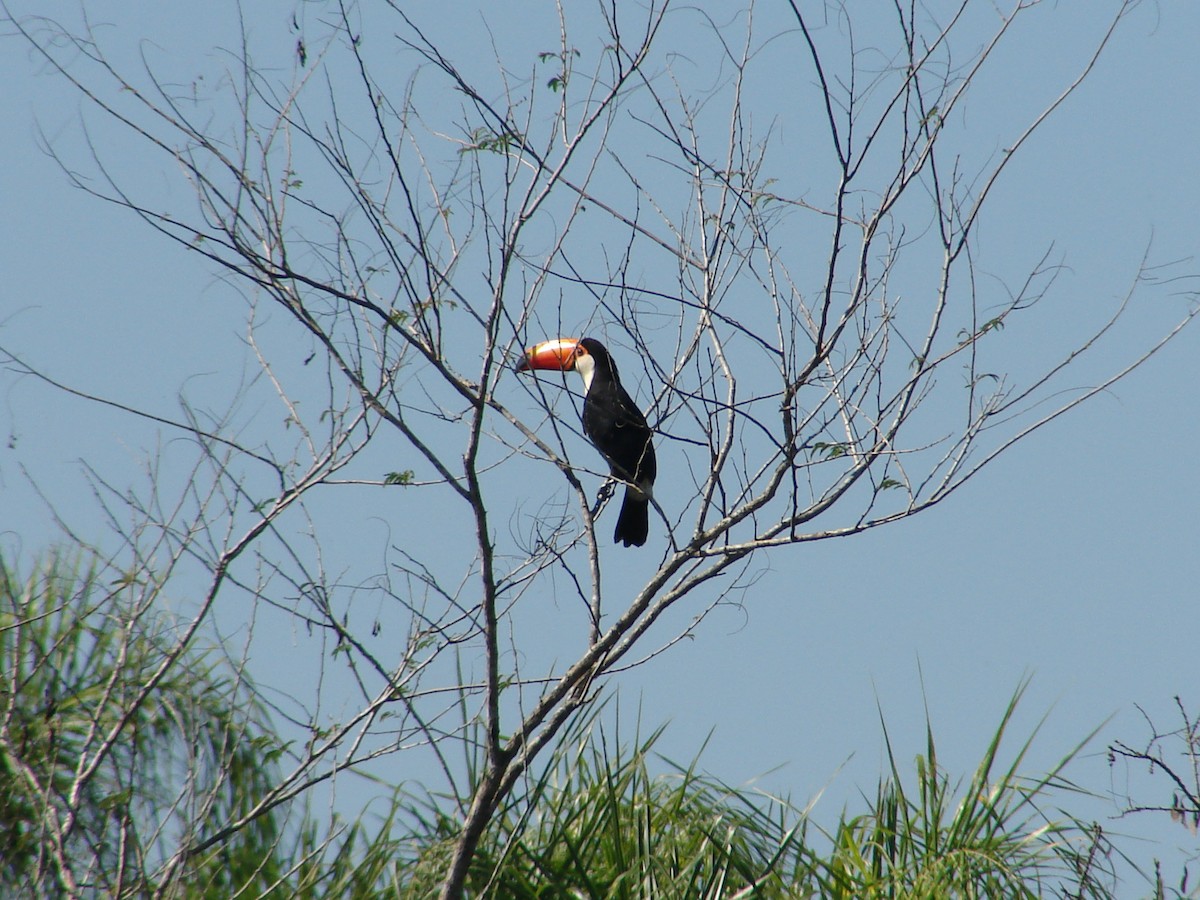 Toco Toucan - ML620418891