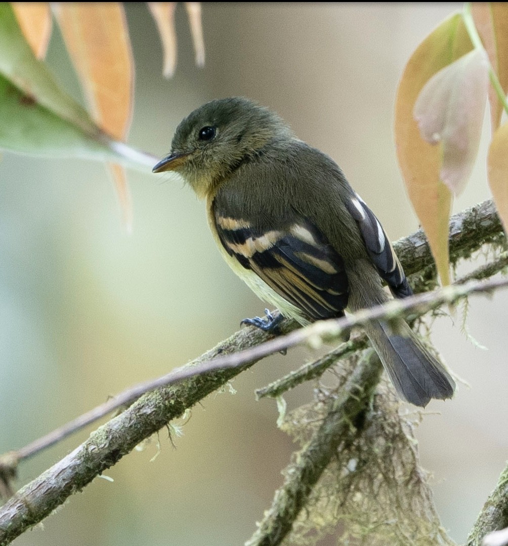 Rufous-breasted Flycatcher - ML620418892