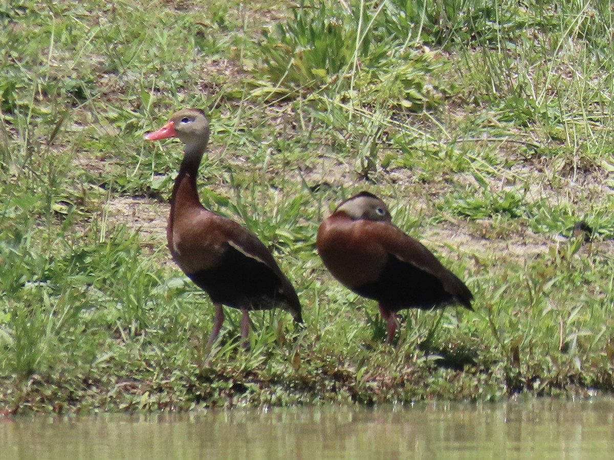 Black-bellied Whistling-Duck (fulgens) - ML620418893