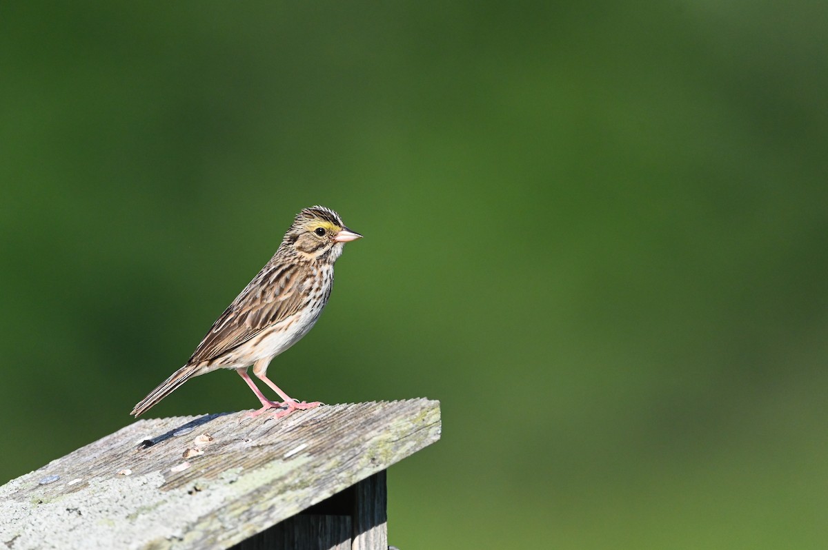 Savannah Sparrow (Savannah) - ML620418897