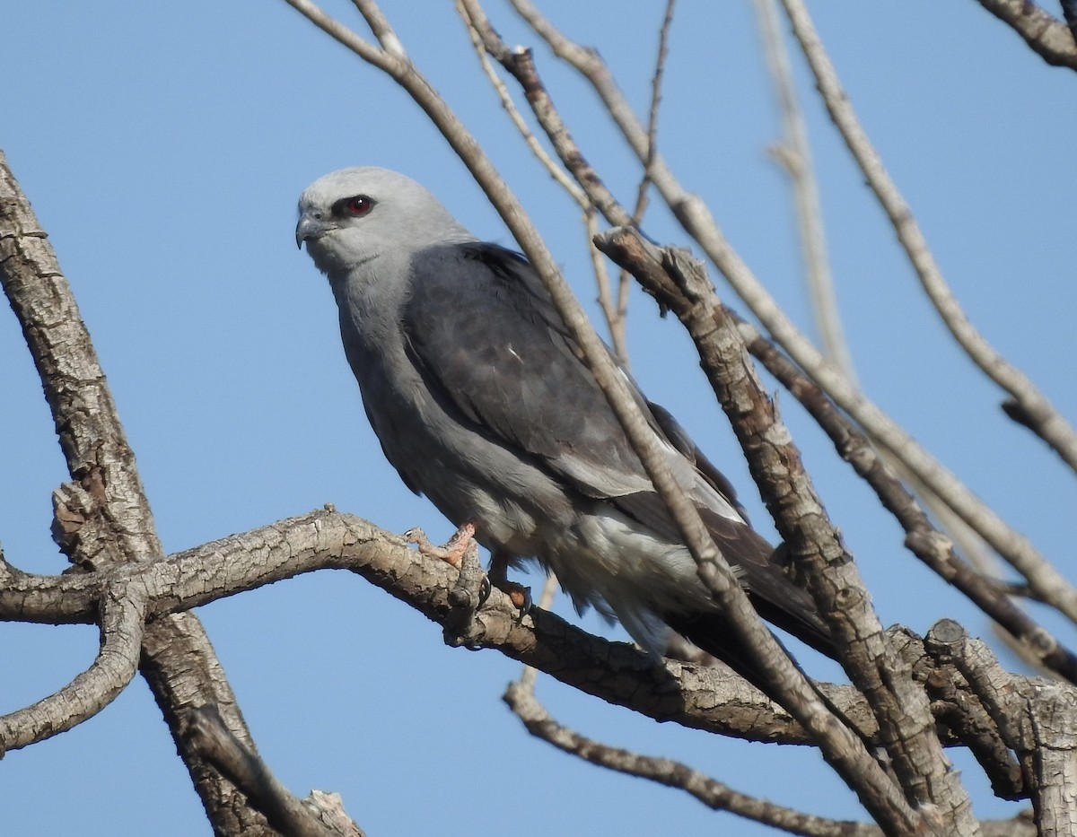 Mississippi Kite - ML620418898