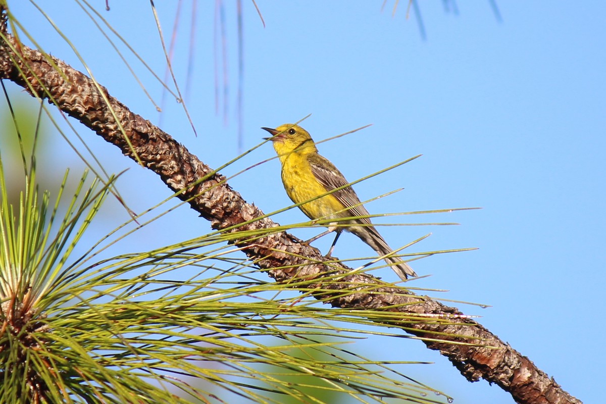 Pine Warbler - ML620418904