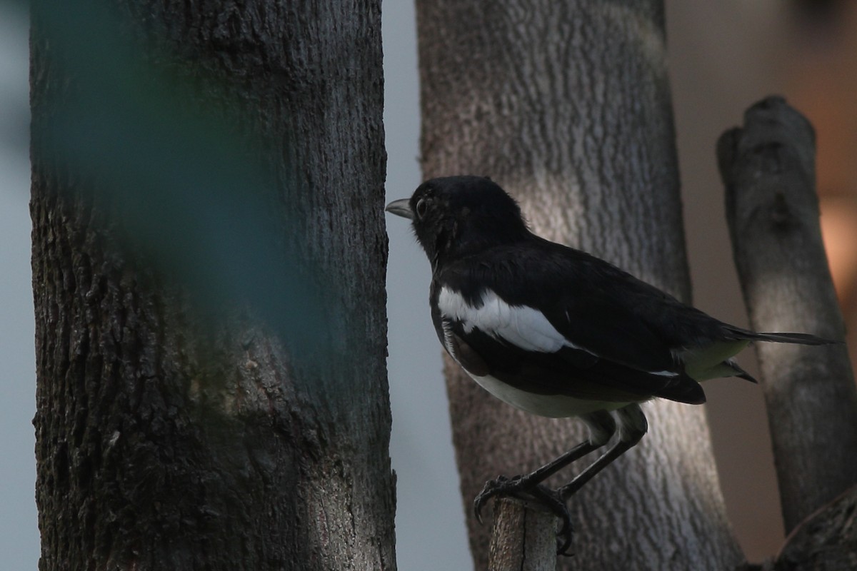 Oriental Magpie-Robin - ML620418931