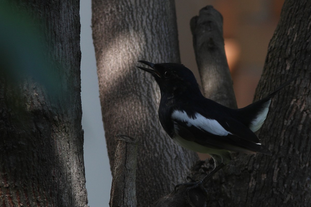 Oriental Magpie-Robin - ML620418932