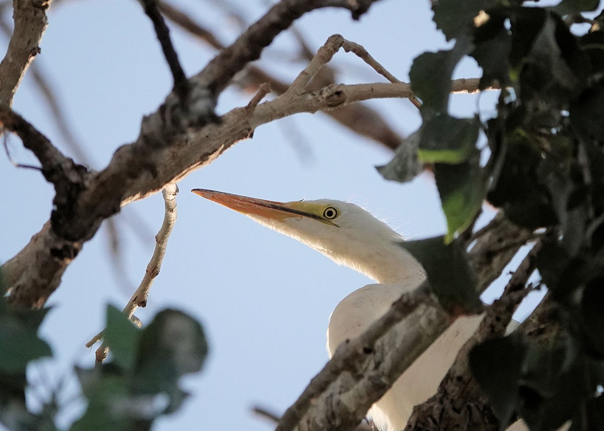 Great Egret - ML620418933