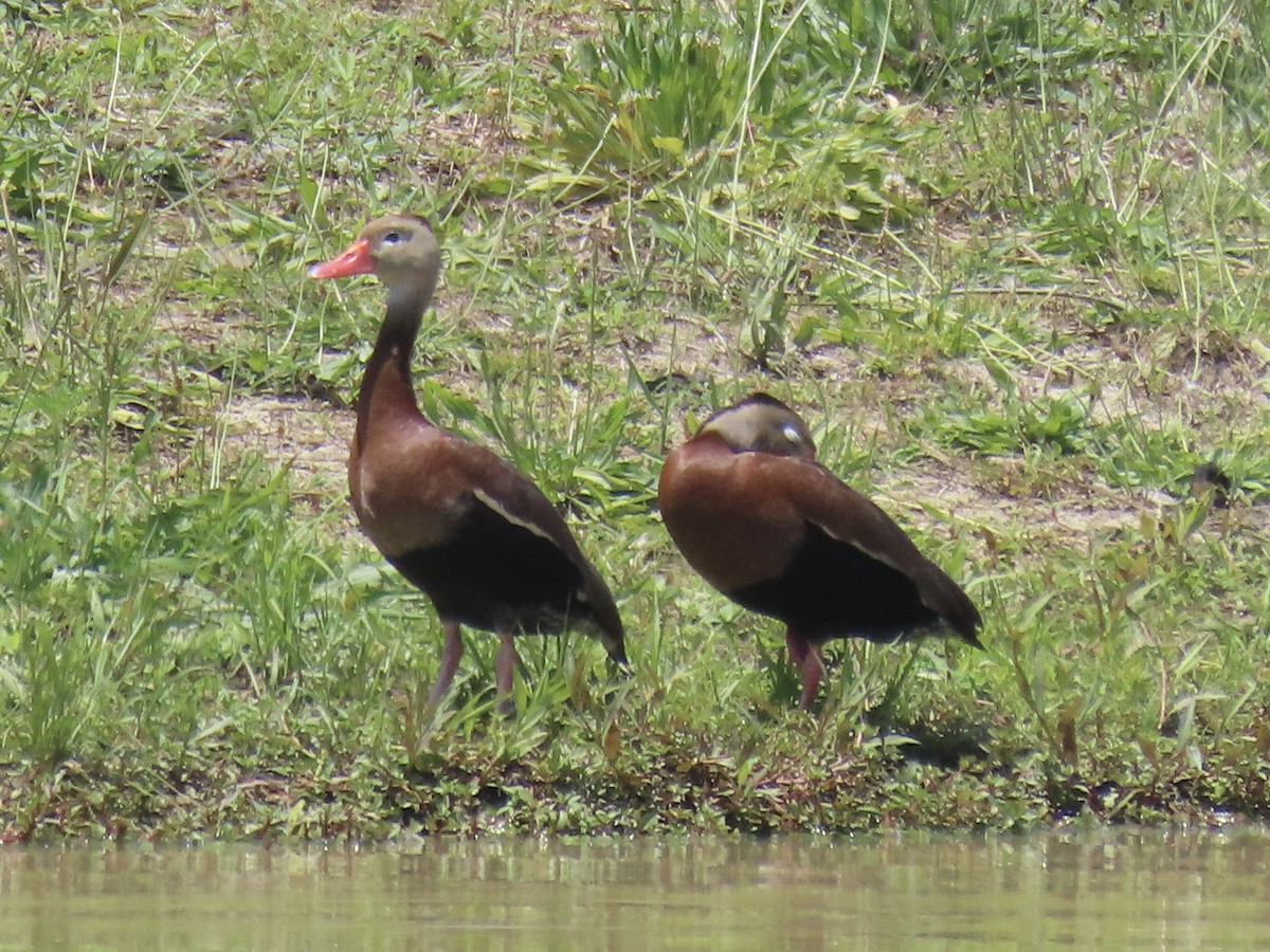 Dendrocygne à ventre noir - ML620418934