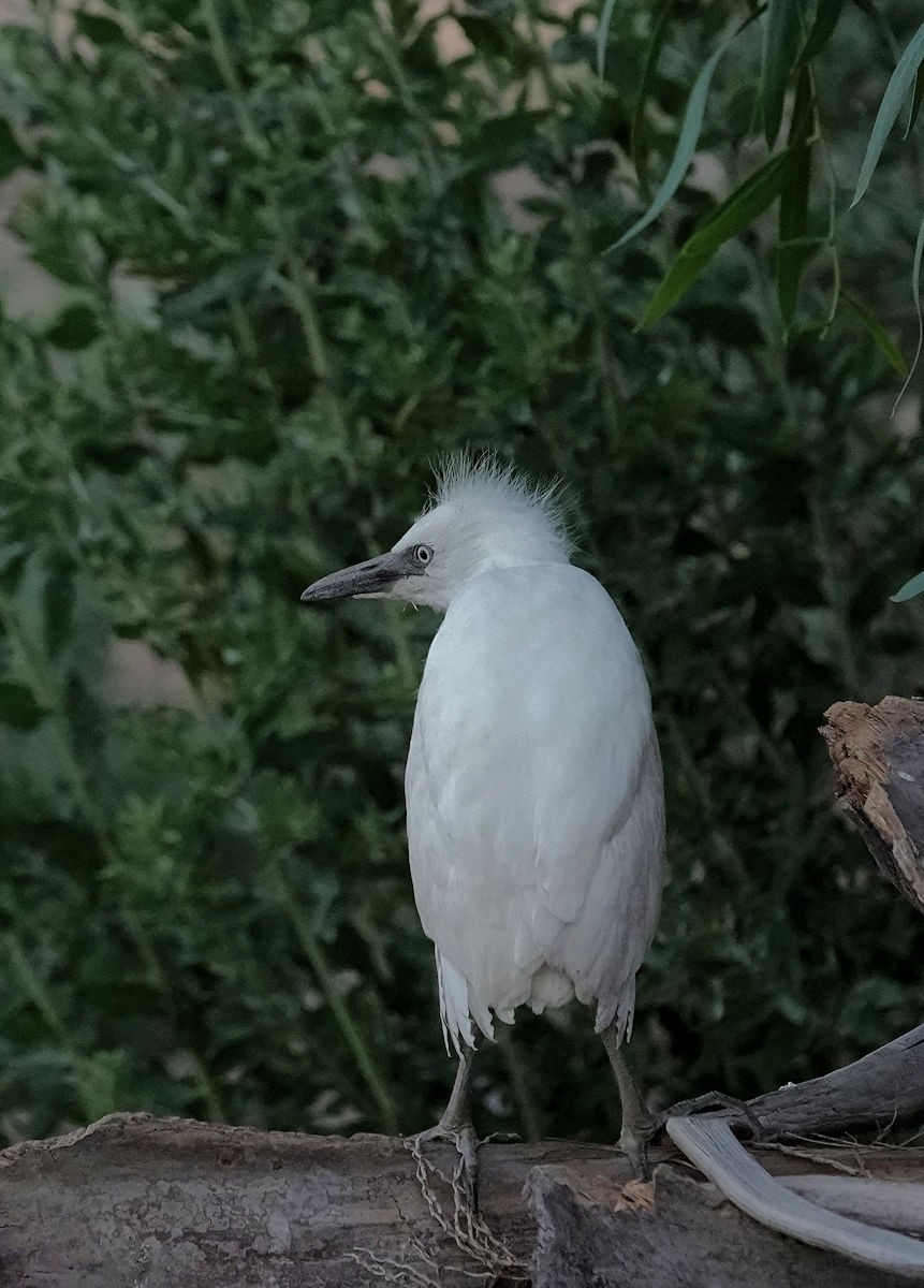 Western Cattle Egret - ML620418939